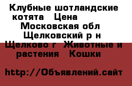 Клубные шотландские котята › Цена ­ 10 000 - Московская обл., Щелковский р-н, Щелково г. Животные и растения » Кошки   